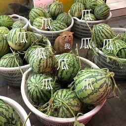 娱乐吃瓜制作 第2张 娱乐吃瓜制作 第2张