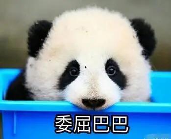 娱乐吃瓜酱熊猫生气