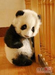 娱乐吃瓜酱熊猫生气  第3张